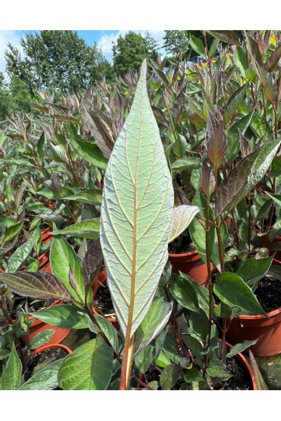 Листя дерену білого Nightfall. 